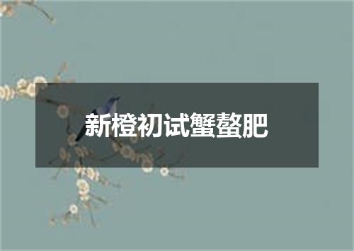 新橙初试蟹螯肥