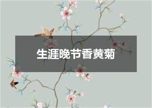 生涯晚节香黄菊