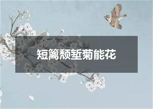 短篱颓堑菊能花