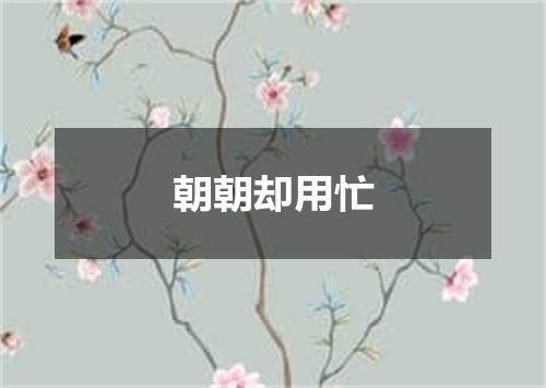 朝朝却用忙