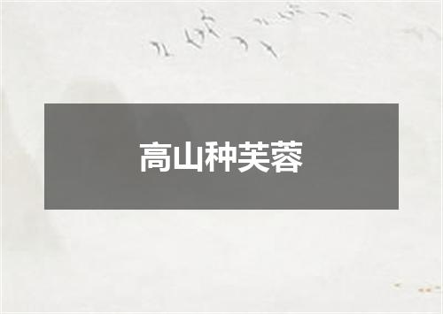 高山种芙蓉