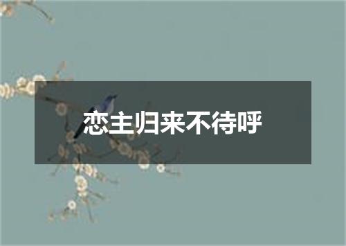 恋主归来不待呼