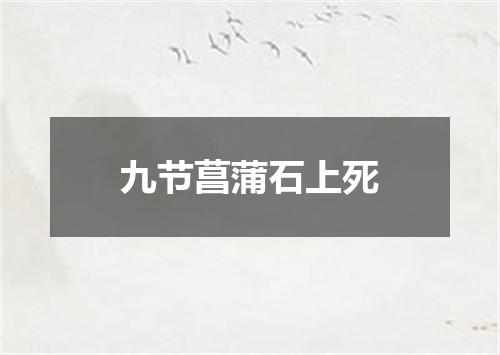 九节菖蒲石上死