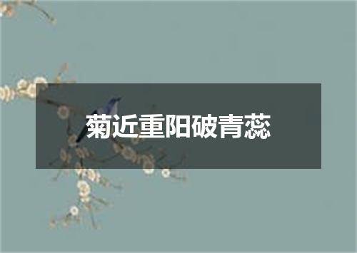 菊近重阳破青蕊