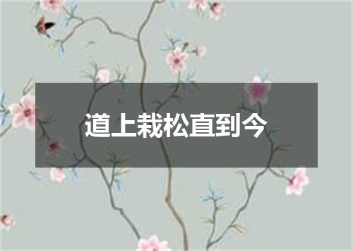 道上栽松直到今