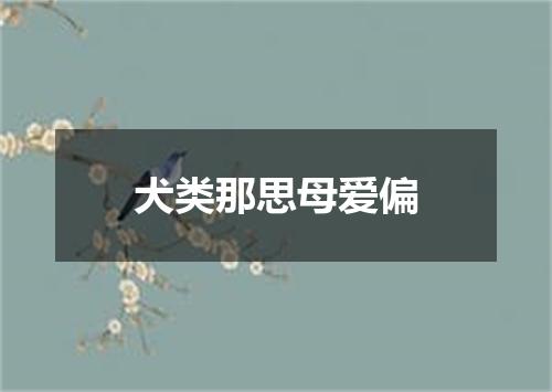 犬类那思母爱偏