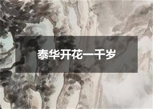 泰华开花一千岁