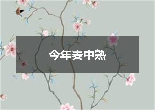 今年麦中熟