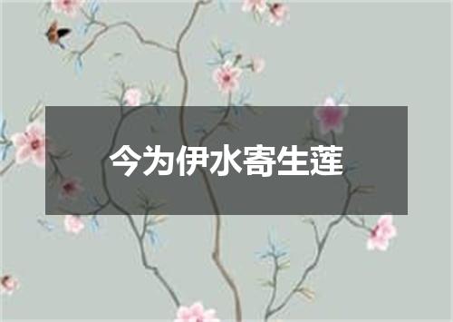 今为伊水寄生莲