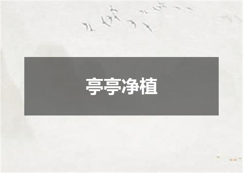亭亭净植