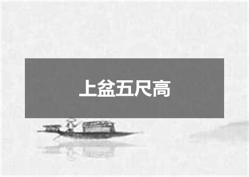 上盆五尺高