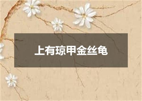 上有琼甲金丝龟