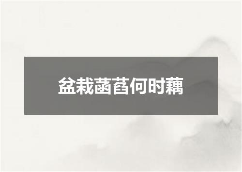 盆栽菡萏何时藕