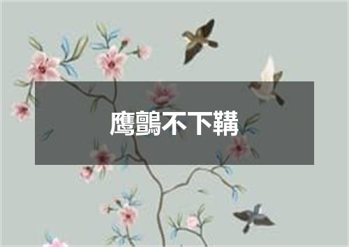 鹰鸇不下鞲