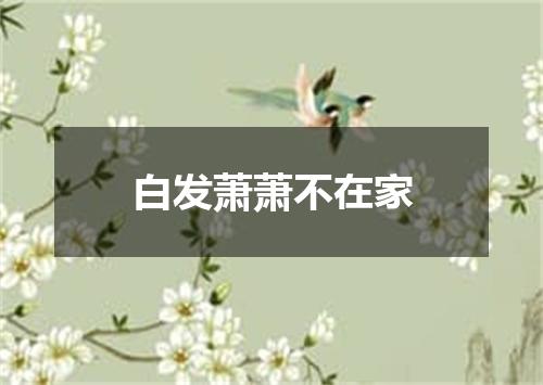白发萧萧不在家