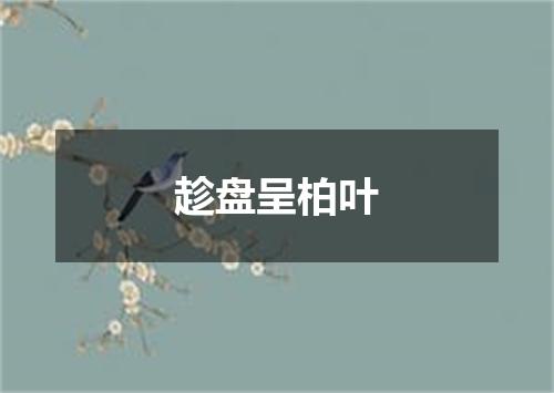 趁盘呈柏叶