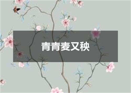 青青麦又秧