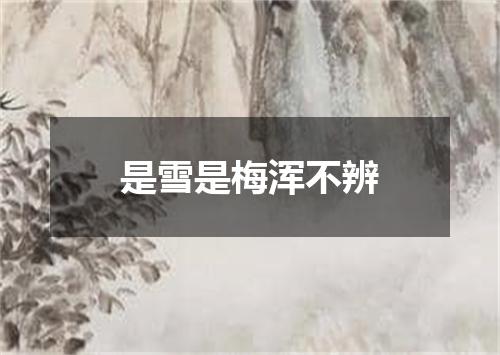 是雪是梅浑不辨