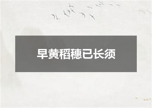 早黄稻穗已长须