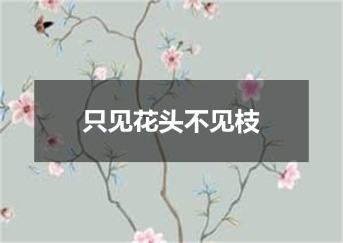 只见花头不见枝