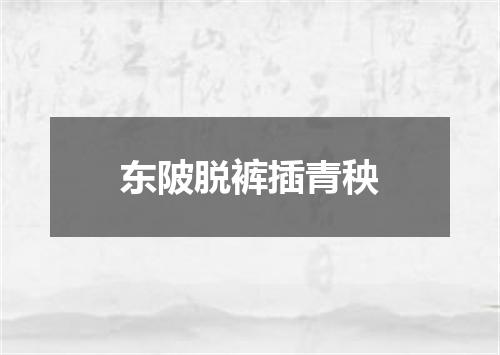 东陂脱裤插青秧