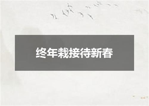 终年栽接待新春