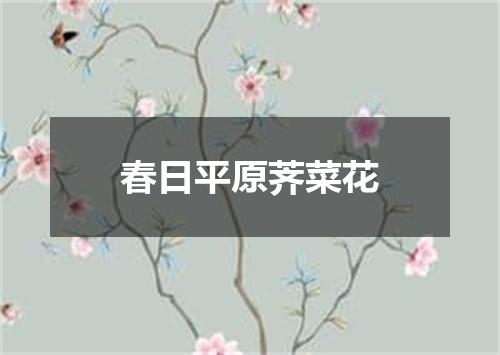 春日平原荠菜花