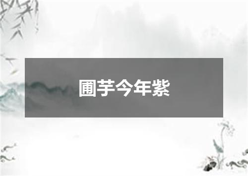 圃芋今年紫