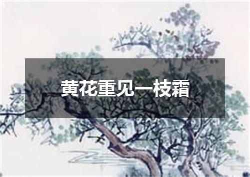 黄花重见一枝霜