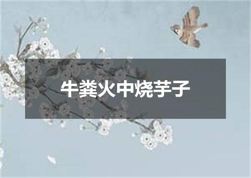 牛粪火中烧芋子