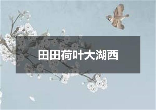田田荷叶大湖西