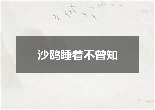 沙鸥睡着不曾知