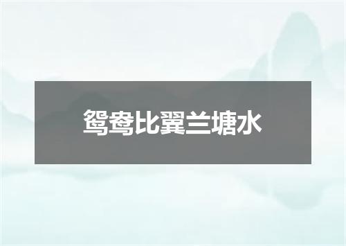 鸳鸯比翼兰塘水