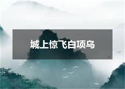 城上惊飞白项乌