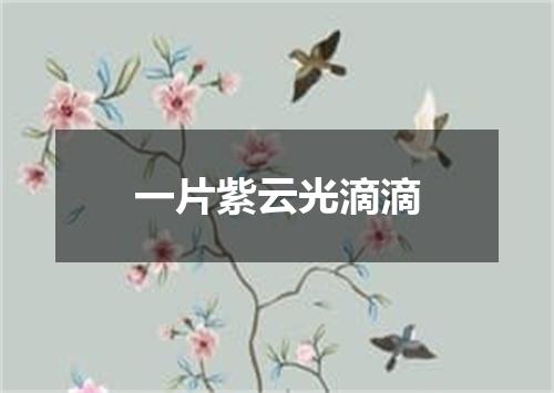 一片紫云光滴滴