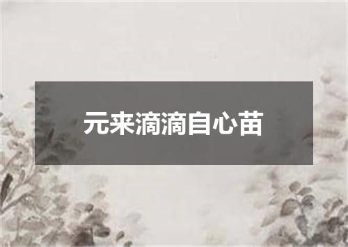 元来滴滴自心苗