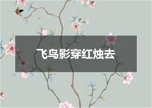 飞鸟影穿红烛去