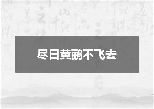 尽日黄鹂不飞去