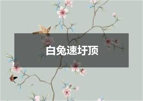 白兔速圩顶