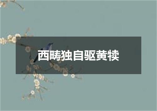 西畴独自驱黄犊