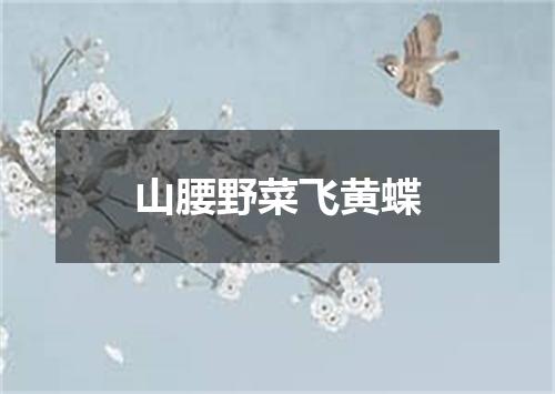 山腰野菜飞黄蝶