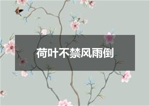 荷叶不禁风雨倒