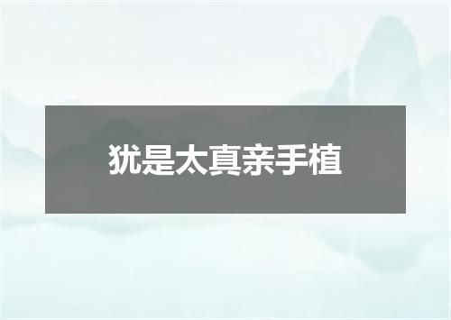 犹是太真亲手植