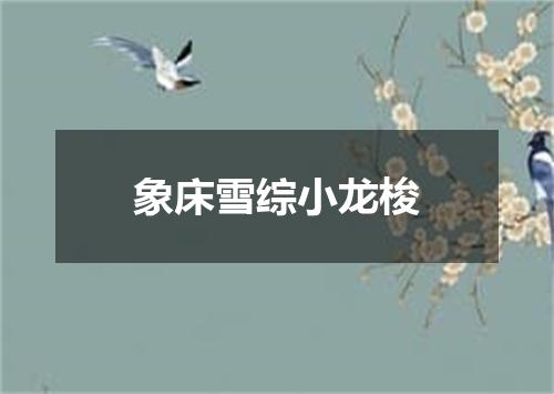象床雪综小龙梭
