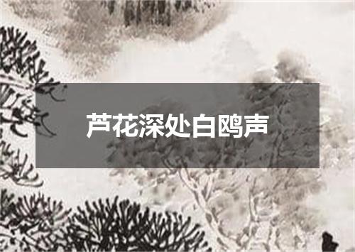 芦花深处白鸥声
