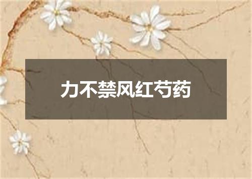力不禁风红芍药