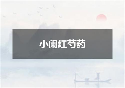 小阑红芍药