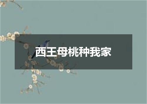 西王母桃种我家