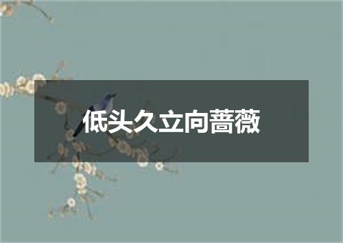 低头久立向蔷薇