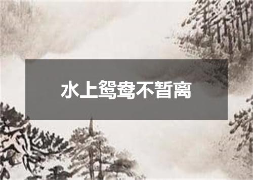 水上鸳鸯不暂离
